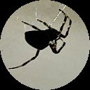 Cees D. Avatar